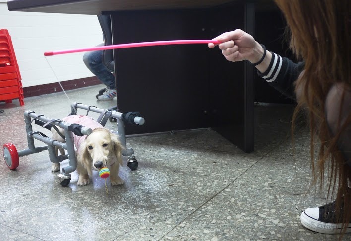 小蠻頭一定很快能重拾笑容！　新北市動保處/提供