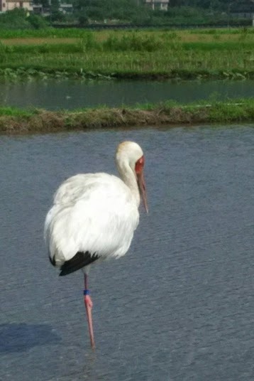 小鶴駐足休息。 新北市動保處/提供