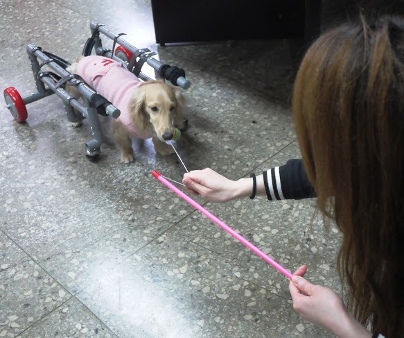 裝上輪椅的小蠻頭，又可以玩球球囉。　新北市動保處/提供