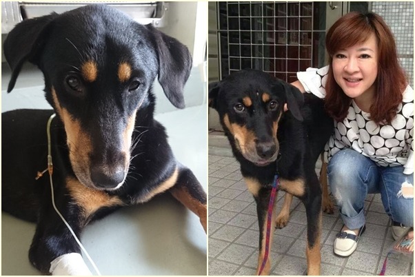 在民生社區流浪3天3夜的黑寶被廣播主持人趙婷救起(右圖),馬上和毛臉臉社團志工帶著狗兒到動物醫院檢查(左圖)。 Juno Lin/提供
