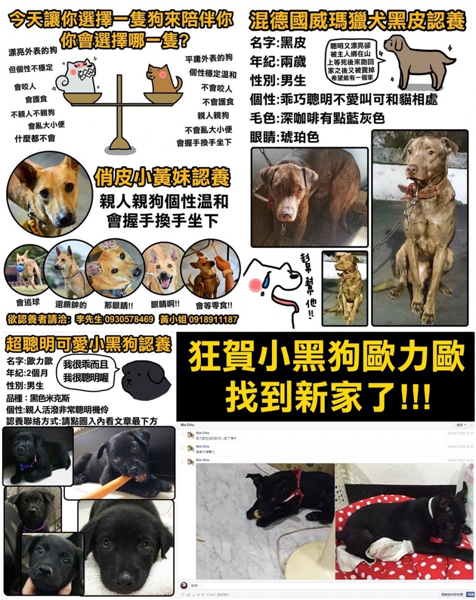 寶總監很認真幫每一隻狗繪製認養文。　秋田犬泥褲總裁/提供