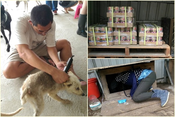 吳鳳珠長期資助桃園虎頭山狗園飼料、罐頭、跳蚤滴劑等物資,也會定期和朋友到各地狗園當志工,幫忙剃毛、修繕等。 吳鳳珠/提供