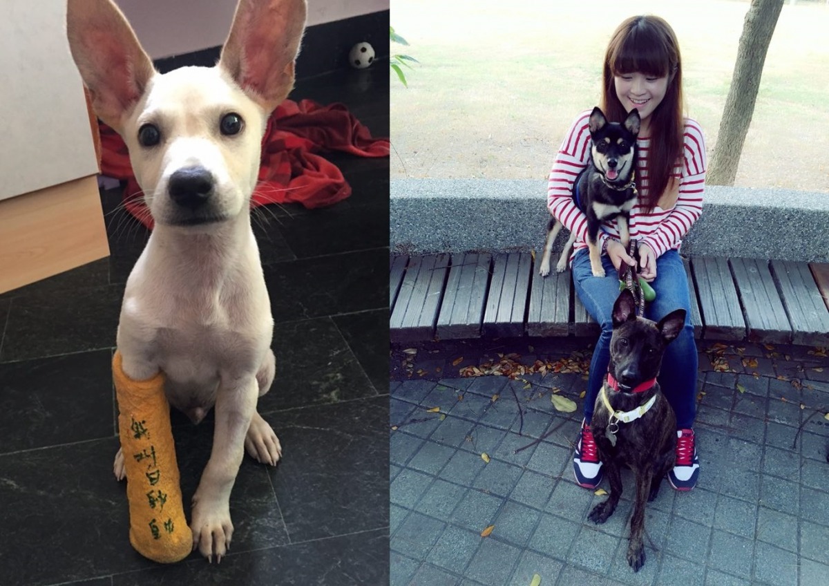 米糕(右前)和王郁雯中途過的淘氣米克斯帥帥(左)，及柴犬(右上)都處得很好。　王郁雯/提供