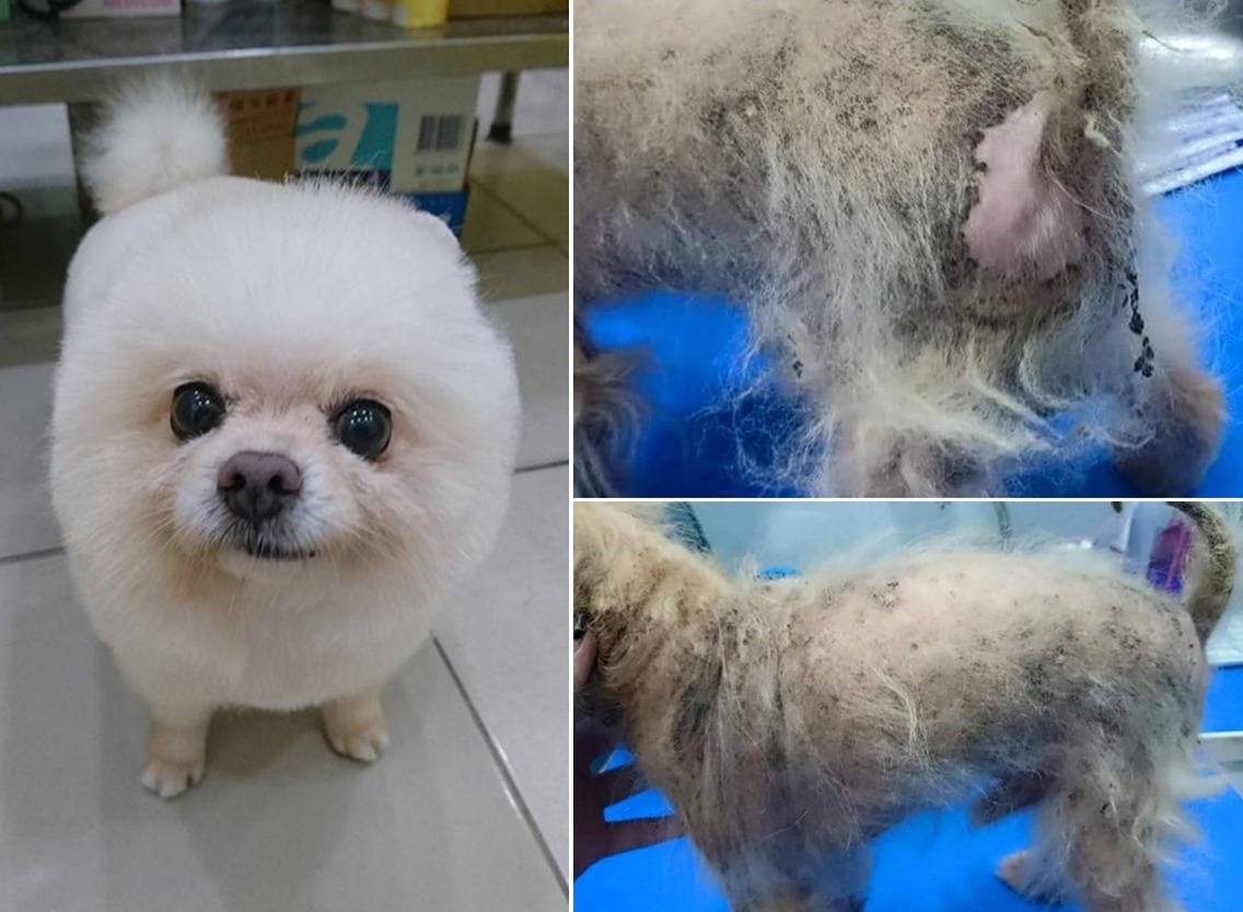 這是13爺，從剛被救援到恢復可愛的樣貌，共花了一年的時間醫療、調養。　張光瑋/提供