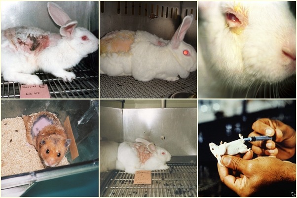 化妝品實驗對動物來說是相當殘酷的過程。　TSPCA/提供