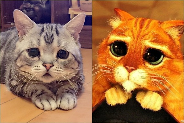 Luhu的眼睛像極了鞋貓劍客。 取自lanlan731/網路