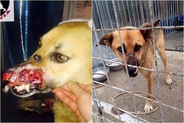 德國狼犬艾維斯被綁在樹上，當作訓練犬隻打鬥的活餌，傷勢嚴重（左），後來經過美國民眾出資，飛到英國找新家。　取自英國《每日郵報》