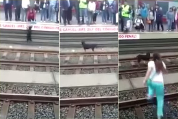 跌落鐵軌的狗兒跳不上月台,只能在鐵軌上求援,最後是一名女子跳下來救牠。 取自Youtube