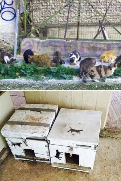 賽蒙為浪貓打造臨時躲藏、安身的處所。　取自英國《都市報》