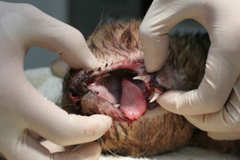 臉部重建手術耗時2小時，考驗獸醫對骨頭結構的掌握度。  新北市動物保護防疫處/提供