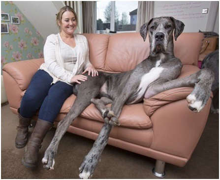 英國大丹狗弗雷迪，將挑戰金氏世界紀錄的最高狗。 取自網路