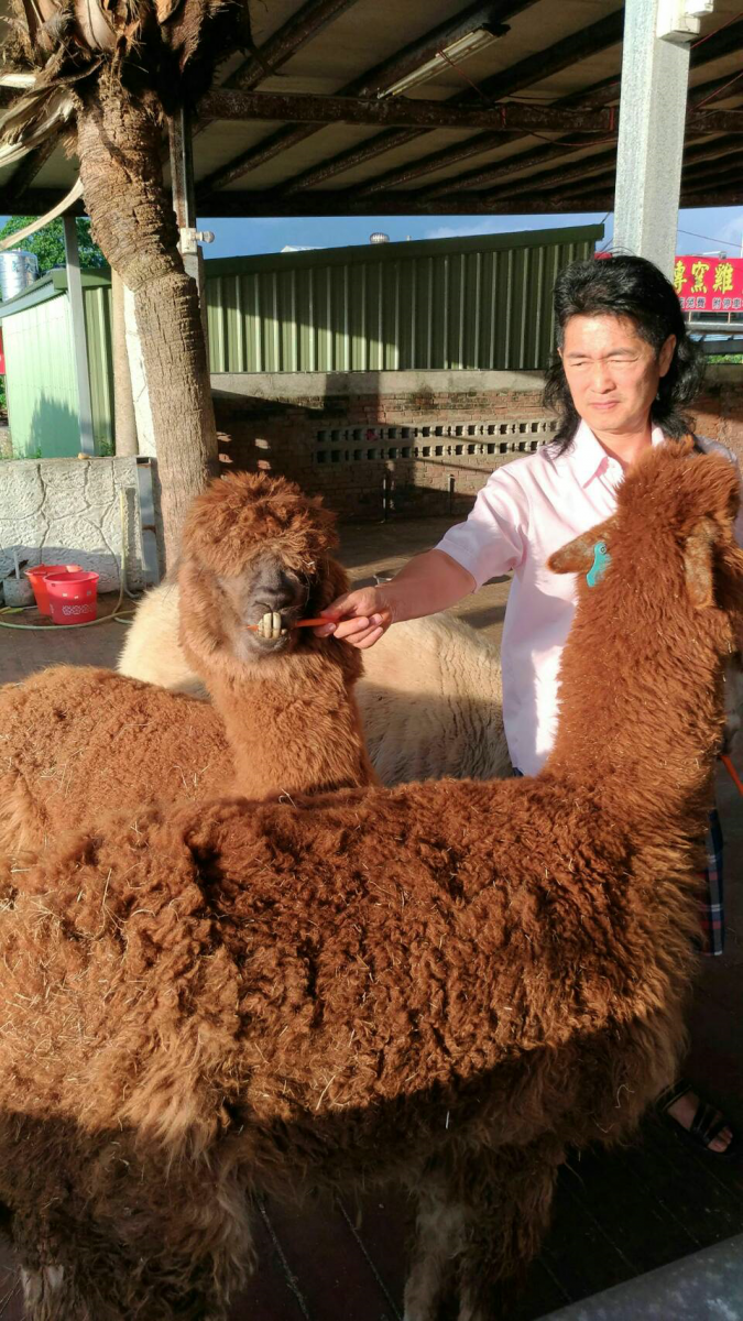 草泥馬下顎門牙常突出，以切碎草料方便進食。新北市政府農業局