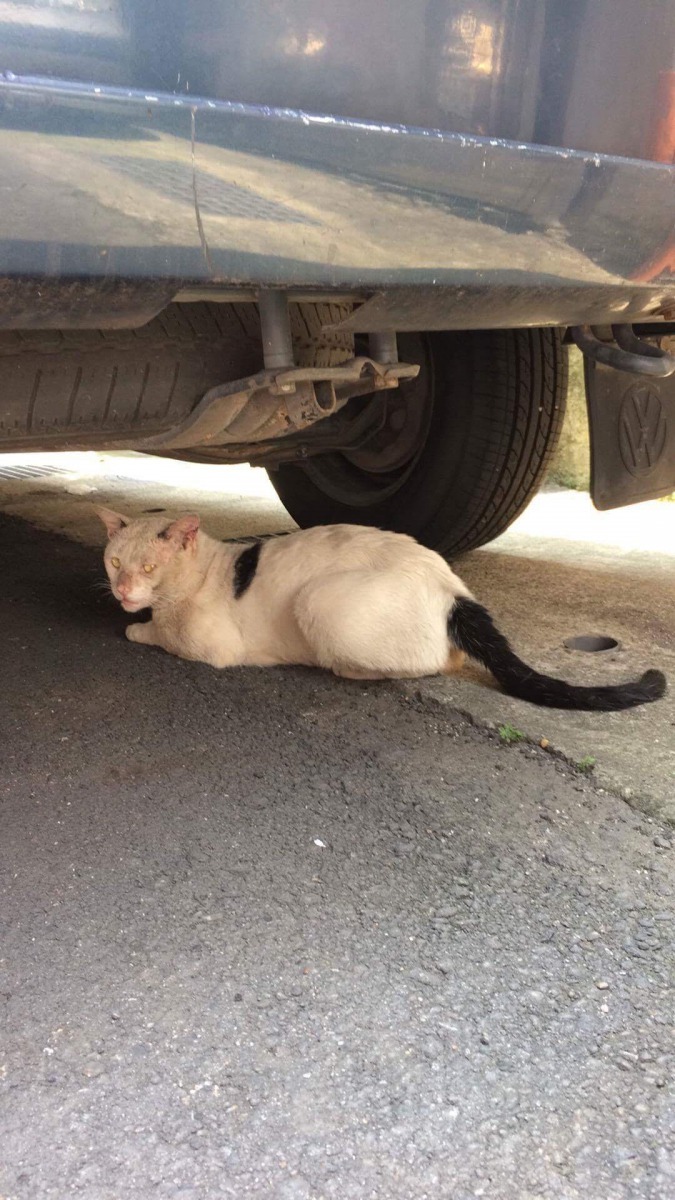 等飯的大白。林寶喵/攝