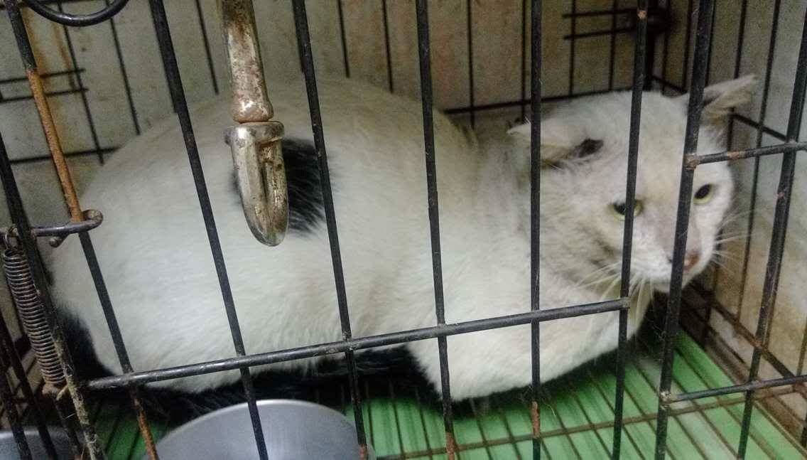 大白上週已自費完成TNR。林寶喵/攝