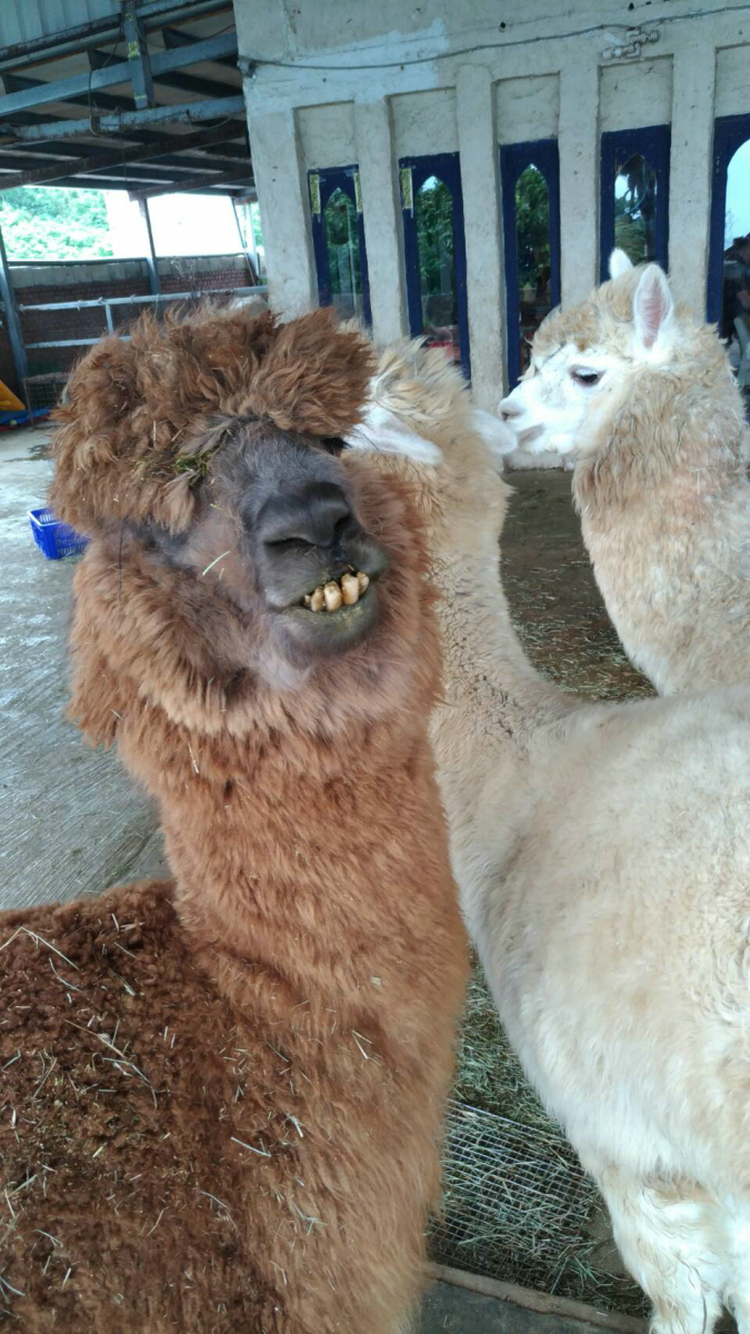 修剪後變「咖啡王子」。新北市農業局提供