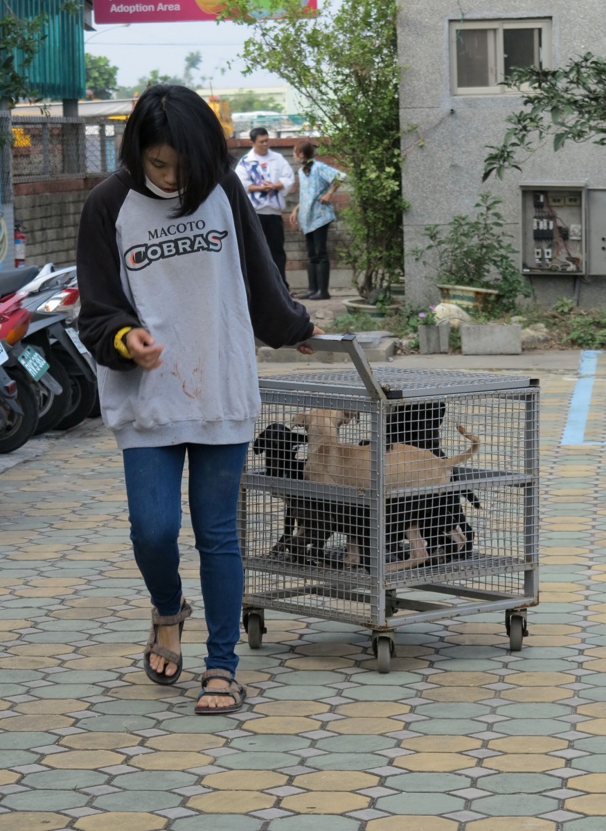 志工從闗籠帶幼犬到互動區。高維奇/攝