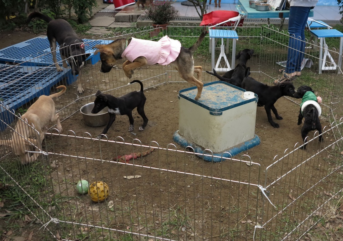 收容所挑選個性溫馴的成犬充與幼犬們互動。高維奇/攝