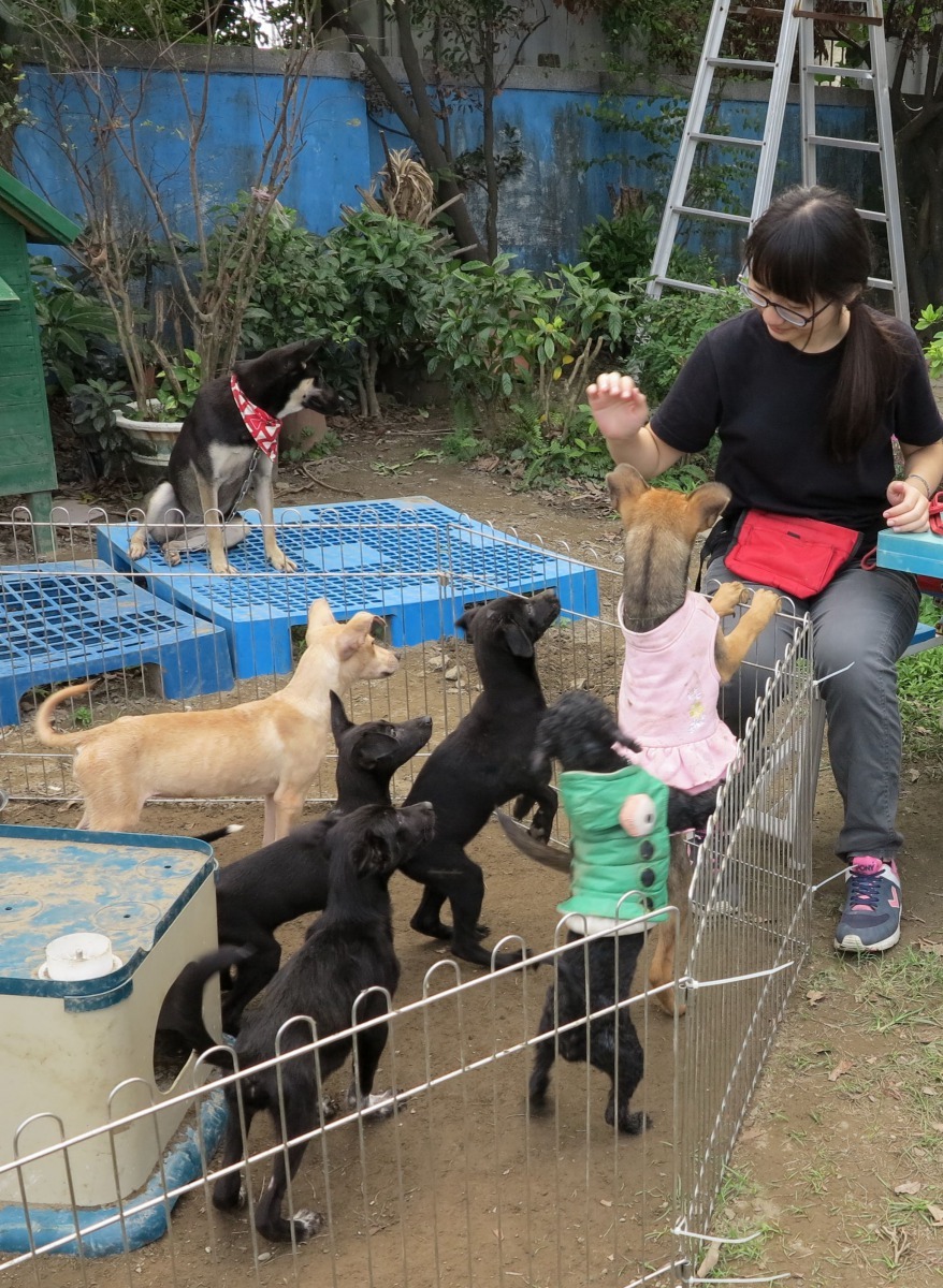 志工透過遊戲互動，協助幼犬社會化。高維奇/攝