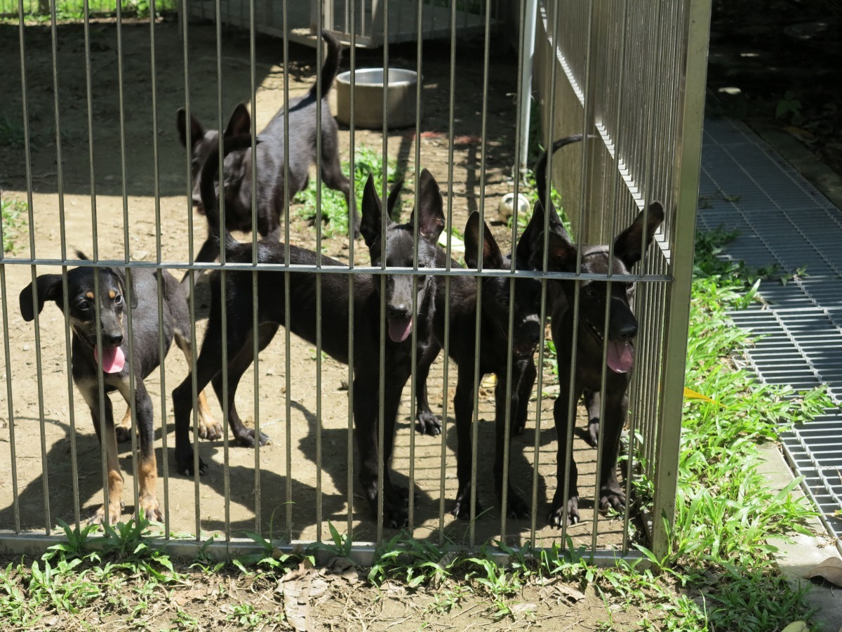 幼犬習慣與人互動後，有利於被認養後受管教。高維奇/攝