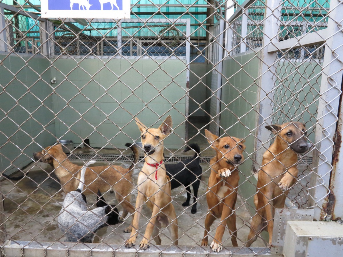 缺乏社會化的幼犬被認養後不易接納新環境。高維奇/攝