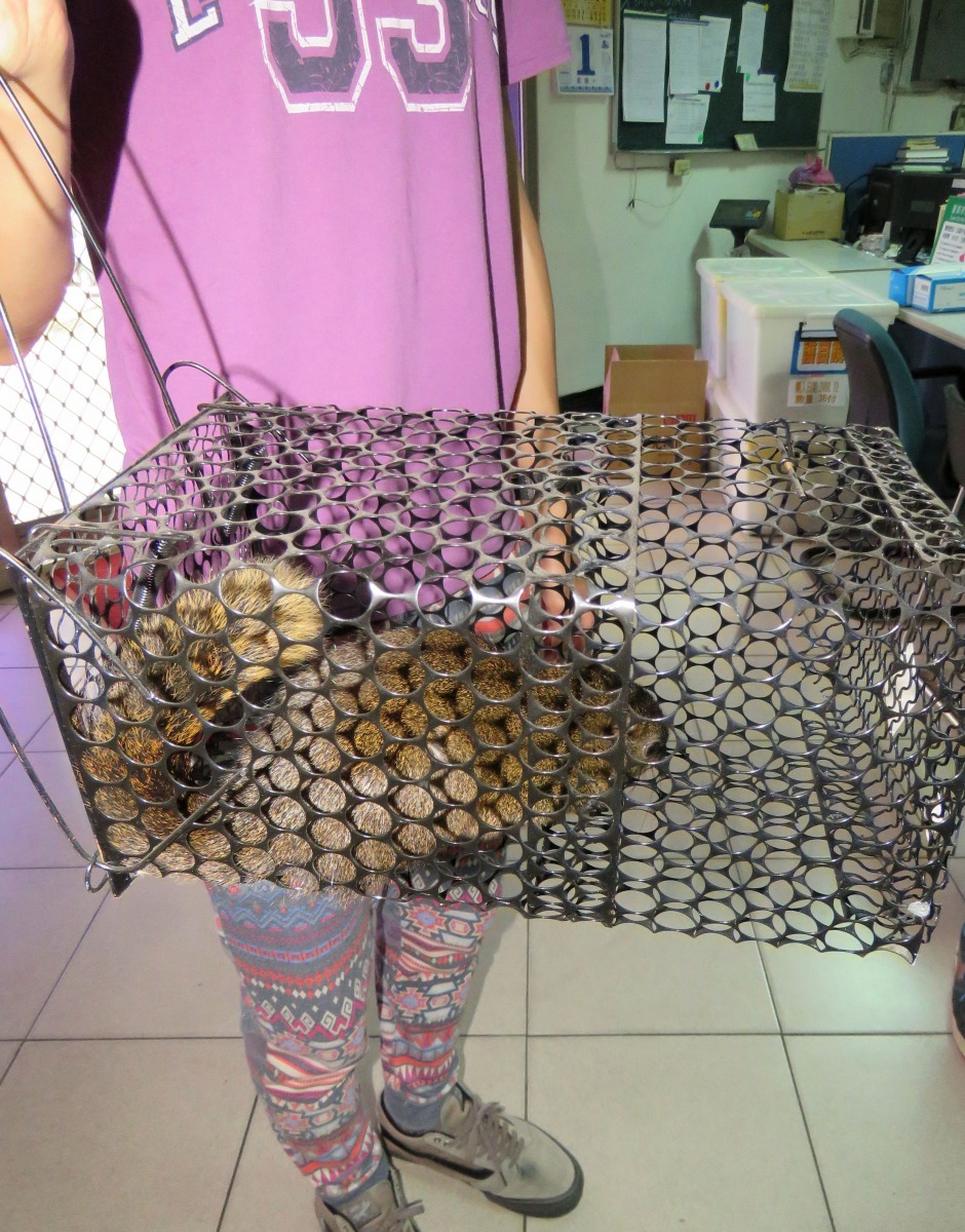 台南市某公務單位的員工被闖入室內的松鼠咬傷而誘捕送動保處。高維奇/攝