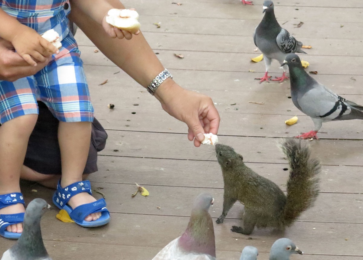 野生松鼠很少主動攻擊人，近距離餵養，也是畏首畏尾接了食物就跑了。高維奇/攝