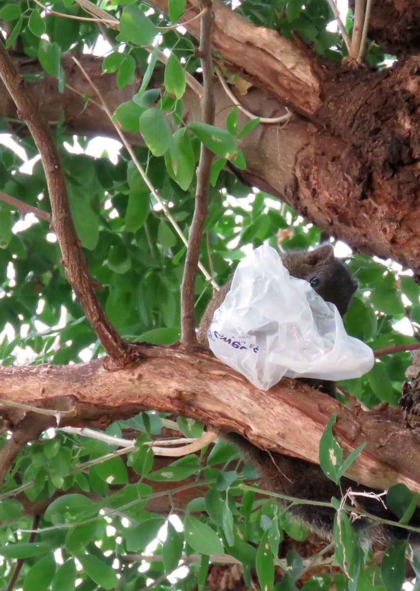 松鼠除了吃人類餵養的食物，也啃樹皮磨牙危害樹木生命，圖中的樹枝已被嚴重啃食剝皮。高維奇/攝