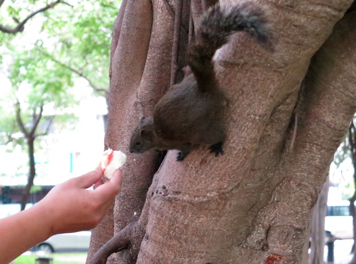 松鼠畢竟是野生動物，被咬還是有感染其他疾病的危險。高維奇/攝