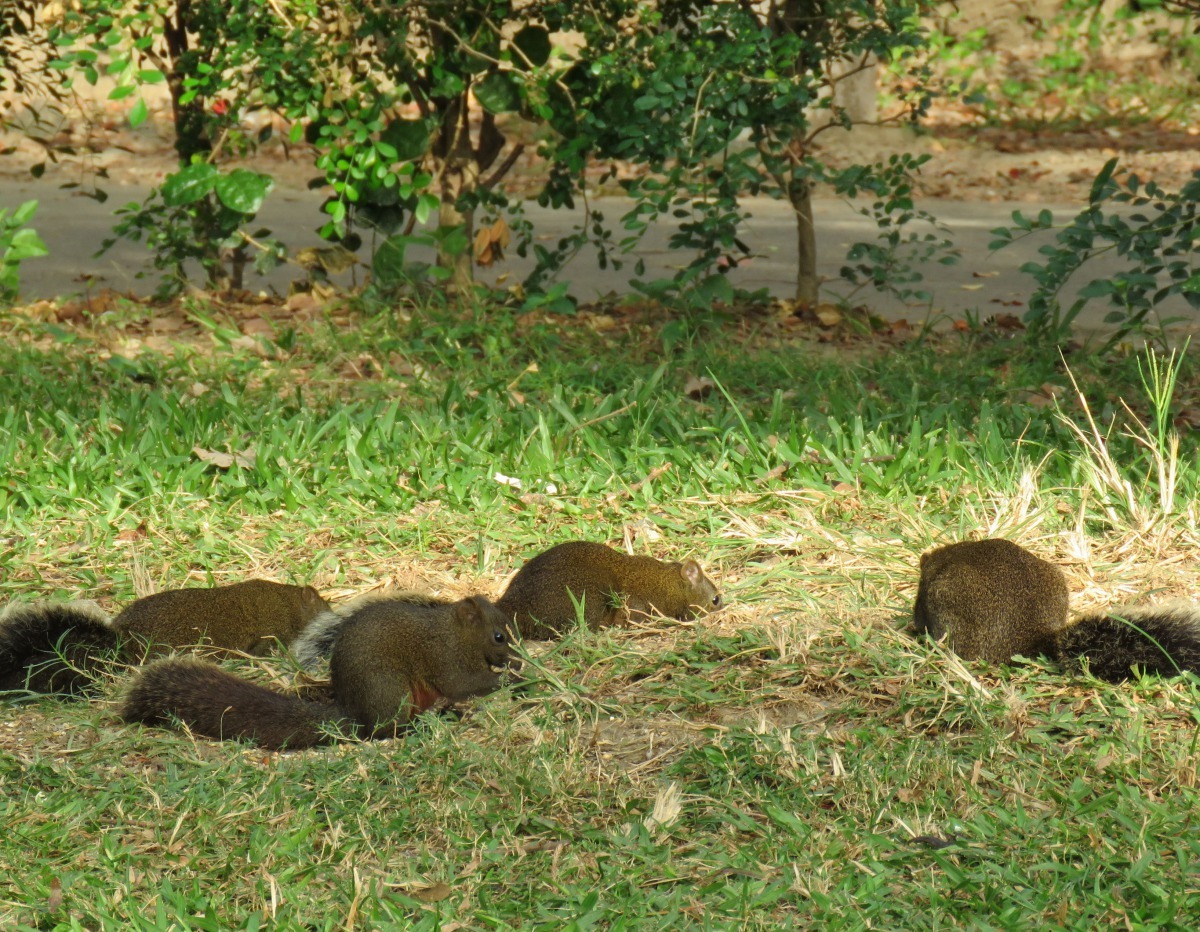 在公園、古蹟園區或校園的松鼠因人為餵養而族群壯大。高維奇/攝