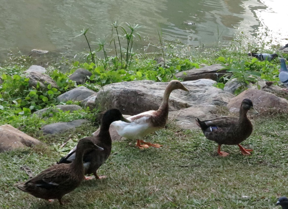 紅面鴨和綠頭鴨的一下代通稱為騾鴨或土番鴨，很少知道還有鴃鶗這個名詞。高維奇/攝