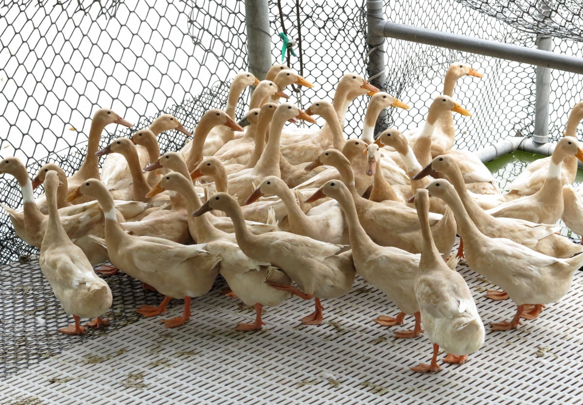 目前蛋鴨飼養場仍以褐色菜鴨為主。高維奇/攝