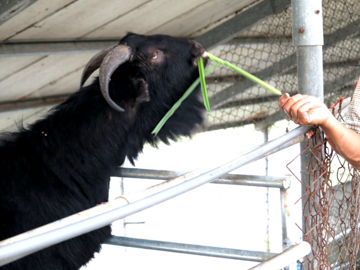 台灣的休閒農場養山羊提供遊客餵食動物之趣味。高維奇/攝