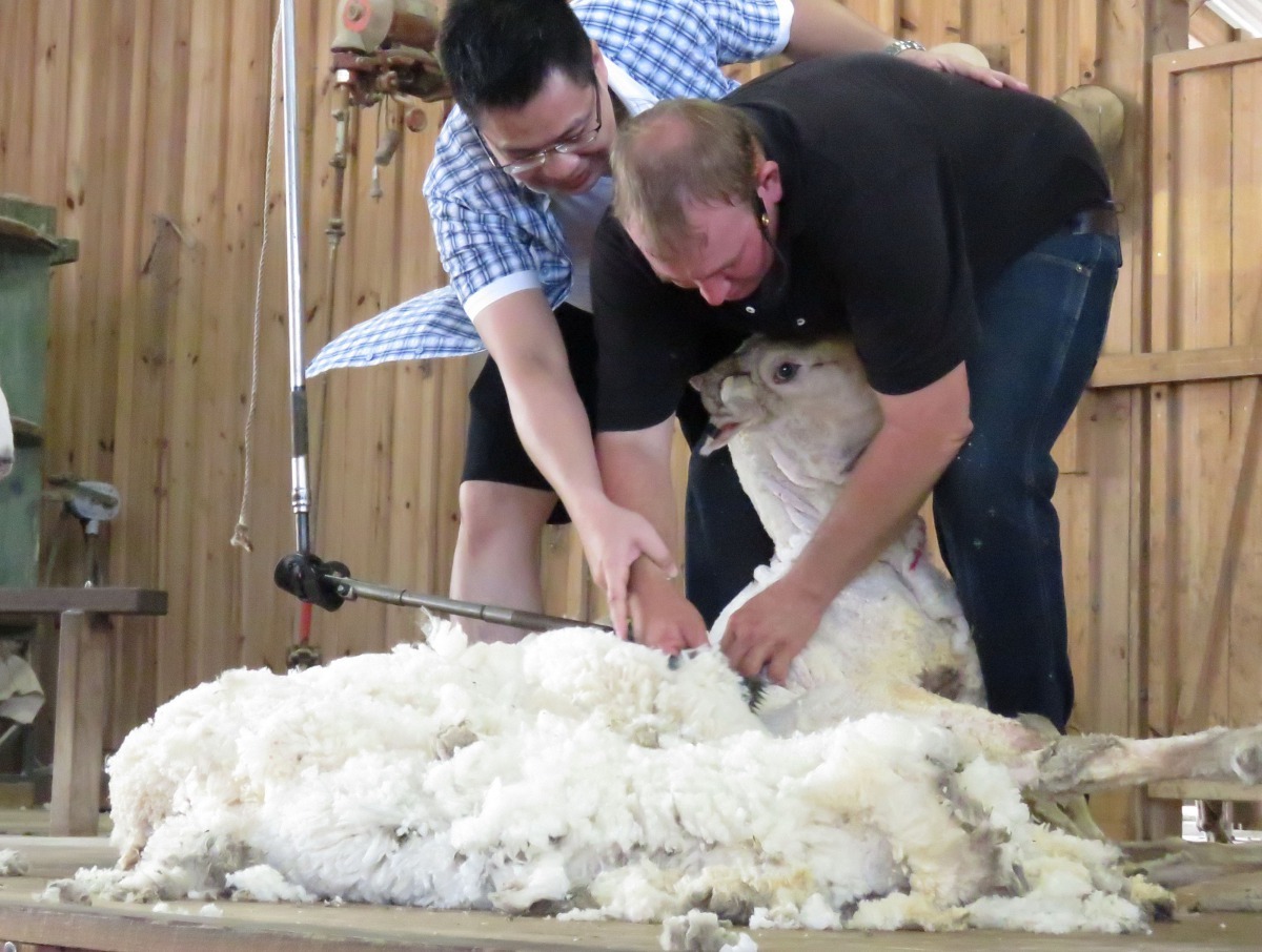 遊客上台體驗剪羊毛，但止於握住師傅的手隨之動作。高維奇/攝