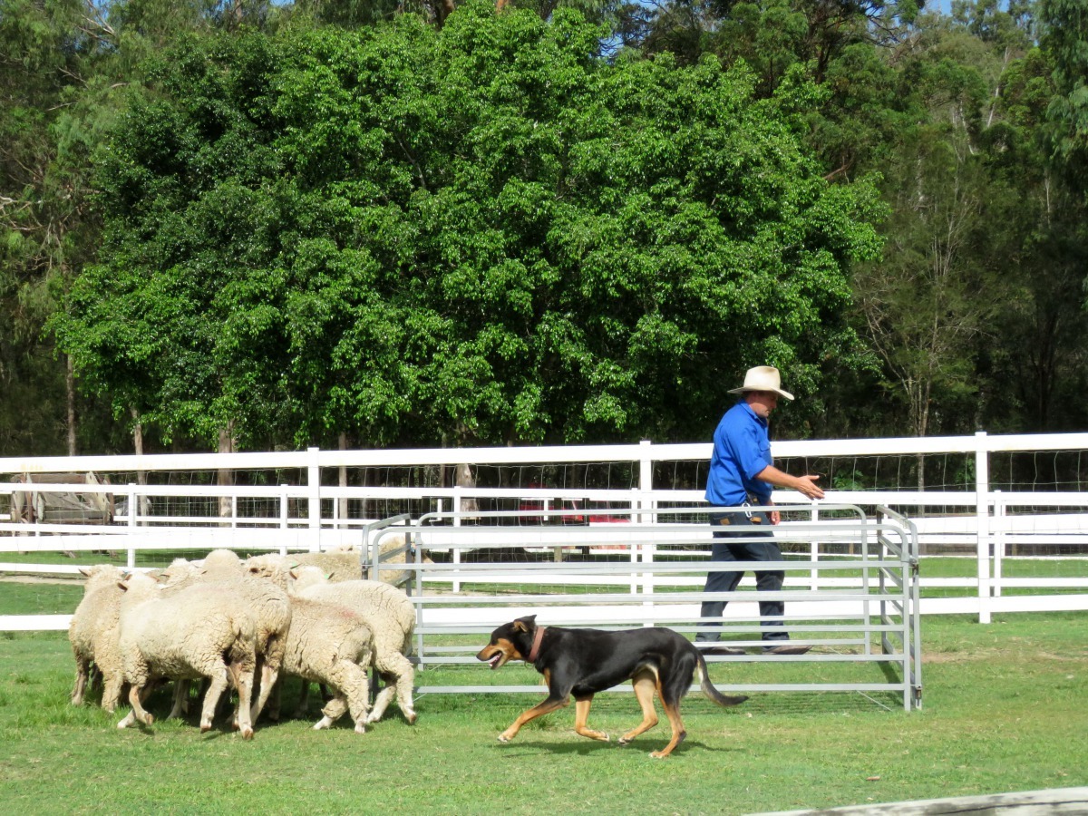牧羊犬趕羊秀是遊客喜愛的旅遊景點節目。高維奇/攝
