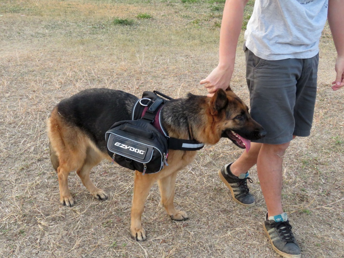 胡姓飼主帶著狼犬Juicy到林默娘公園運動，是他媽媽渴望要養的。高維奇/攝