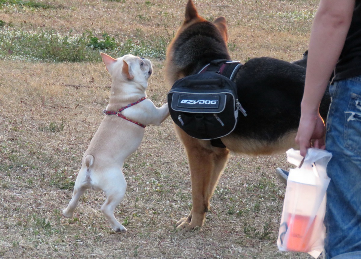 Juicy身上配掛的褙包更吸引人詢問。高維奇/攝