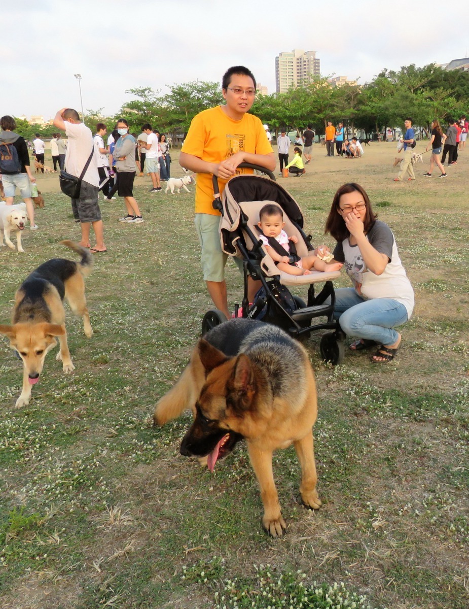 從小與狗有健康相處經驗的小孩，長大後就算沒有養狗，也都會對狗親善。高維奇/攝