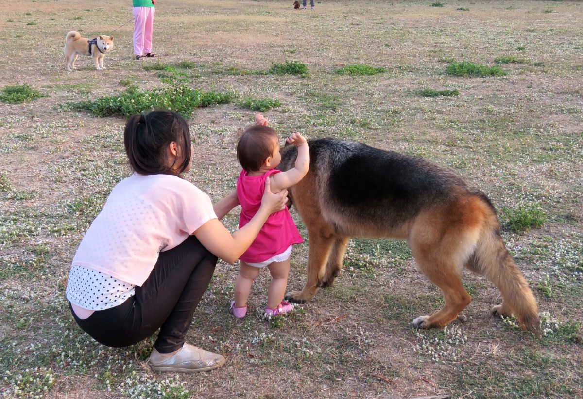 有家長帶著幼兒主動接觸Juicy。高維奇/攝
