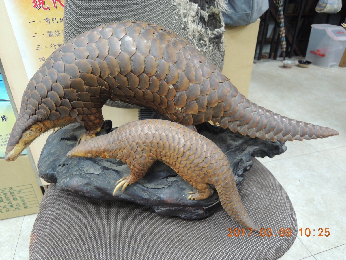 穿山甲。台北市動物保護處