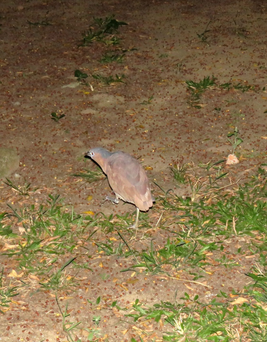 在公園、古蹟園區及校園常常可以看到黑冠麻鷺，有人誤以為是夜鷹。高維奇/攝