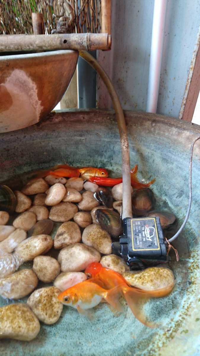 水缸沒裂縫,水位卻在一夜間見底,金魚差點死掉 。 張詔竣/提供