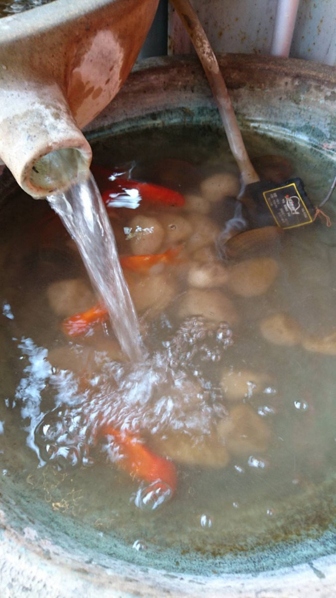 補充水後第二天水位仍見底,調閱監視器才發現被3隻大黑狗喝光了。張詔竣/提供