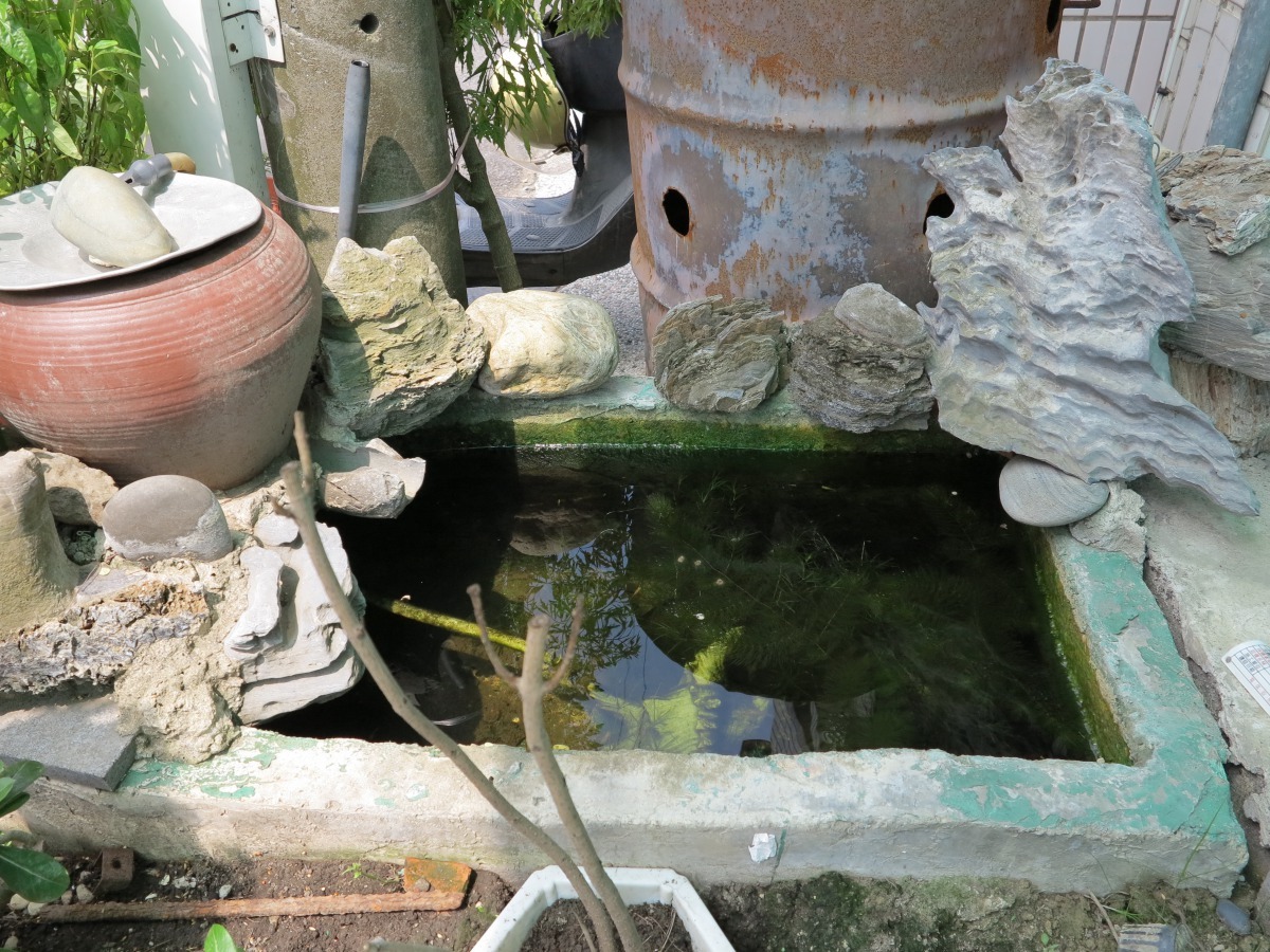 這口小水池也成了流浪狗的飲水機 。張詔竣/提供