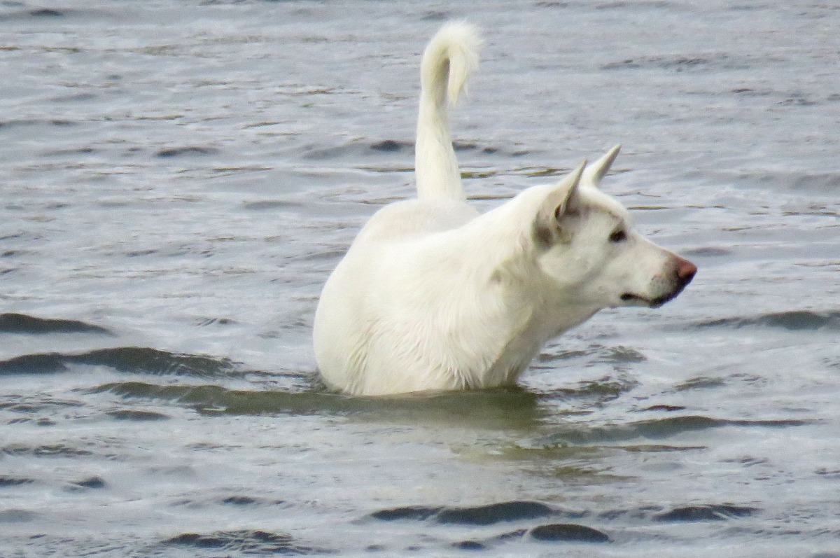 狗在大熱天時常會跳進大型水池喝水沖涼。張詔竣/提供