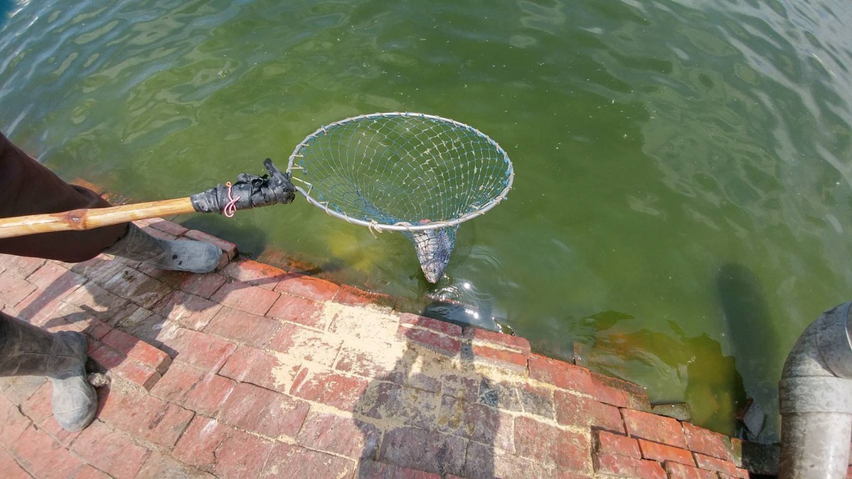 台南市動保處採吳郭魚檢體送驗，確診並未感吳郭魚湖泊病毒。高維奇/攝