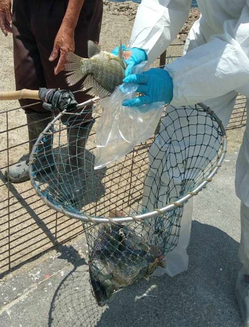 台灣水產養殖業者改良吳郭魚品種推出台灣鯛。高維奇/攝