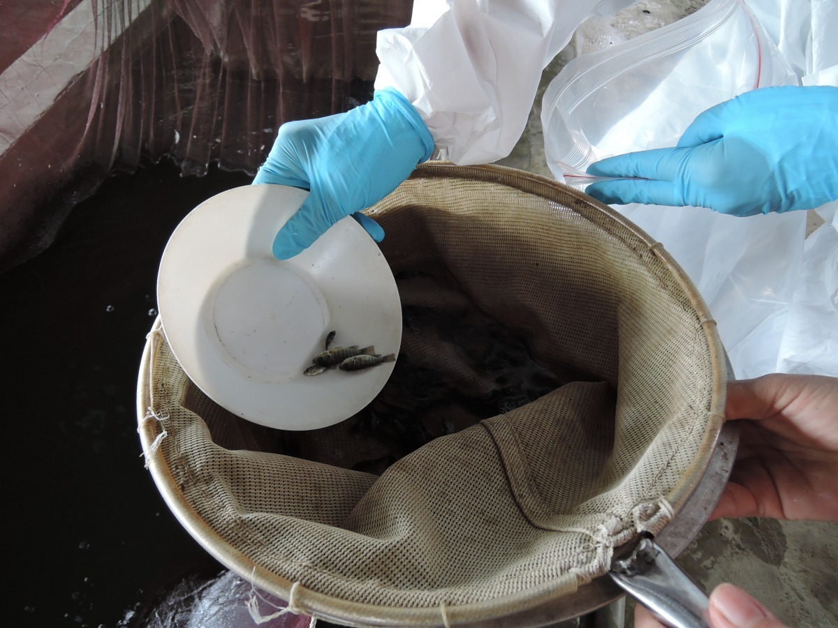 台南市動保處針對4處魚苗場採樣送驗，皆未感染吳郭魚湖泊病毒                  台南市動保處/提供
