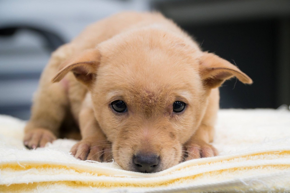 動保員為小布丁拍了一系列天使照。新北市政府農業局提供