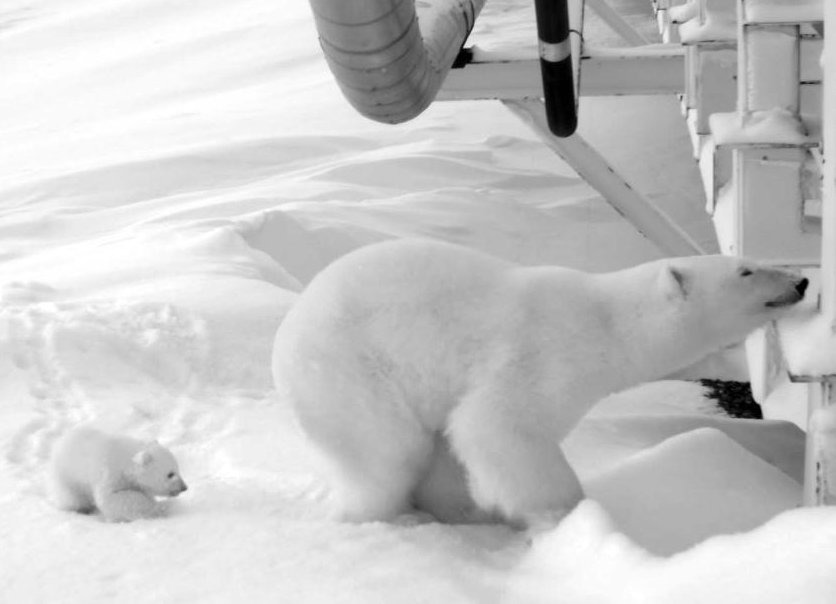 北極圈海冰越來越少，迫使懷孕北極熊只能冒險進入人類的領地掘洞待產，這張得來不易的北極熊母子照片，融化了許多人的心。取自《華盛頓郵報》