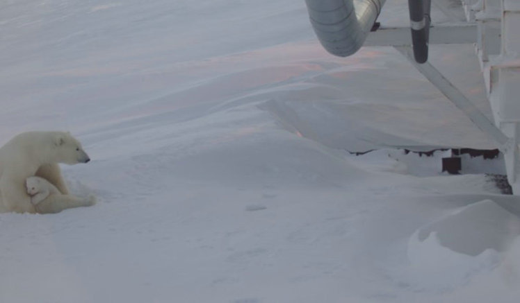 美國媒體希望這個實際案例，能讓更多阿拉斯加的石油公司投入北極熊保育工作，至少能在待產母熊出現時，提供一個安心、安靜的環境。  取自polarbearsinternational.org